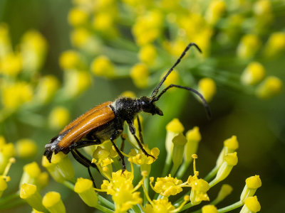 Paracorymbia fulva  