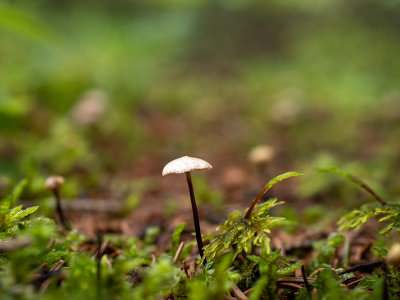 Gymnopus spec.