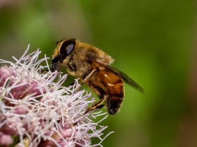 Eristalis tenax