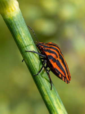 Graphosoma italicum