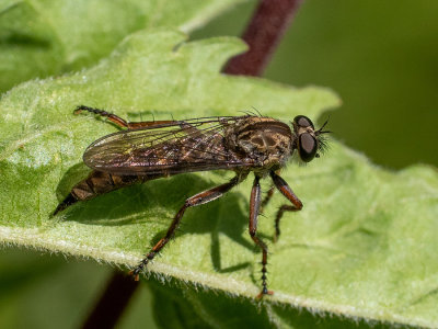 Tolmerus atricapillus  