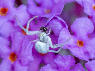 Crab spider grabs fly
