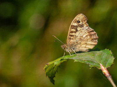 Pararge aegeria tircis    