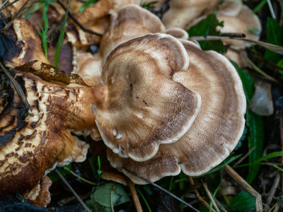 Meripilus giganteus