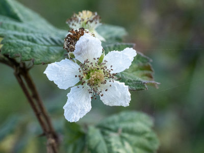 Rubus      