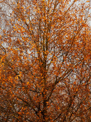 zomereik in herfstkleuren