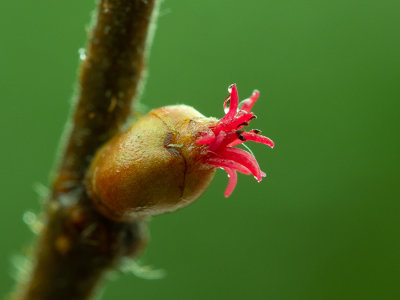 Flowering Hazel bud