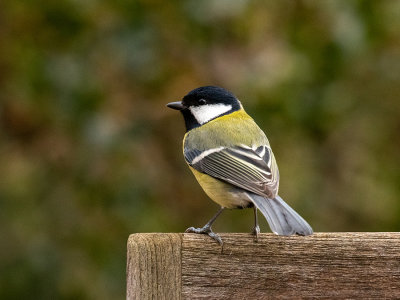 Great Tit