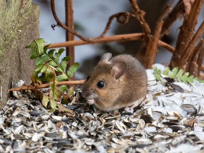 Wood mouse