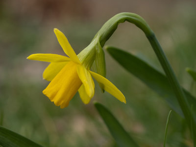 Narcissus