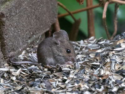 Wood mouse (juv)