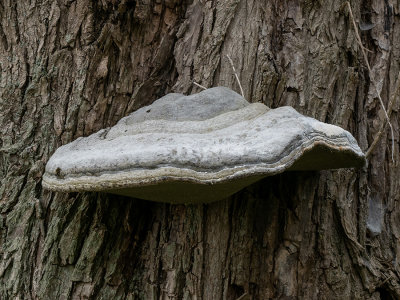 Fomes fomentarius  