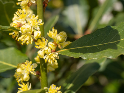 Laurus nobilis