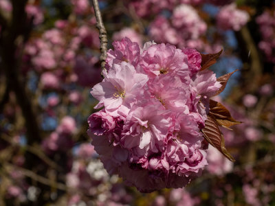 Prunus serrulata   
