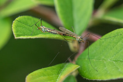 Nephrotoma appendiculata  