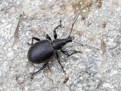 Otiorhynchus atroapterus