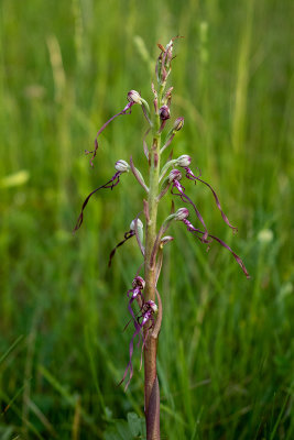 Himantoglossum hircinum subsp. adriaticum
