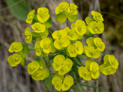 Euphorbia esula  