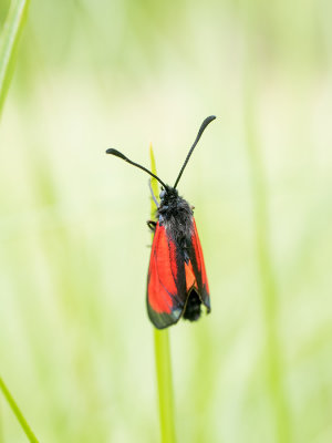 Zygaena osterodensis 