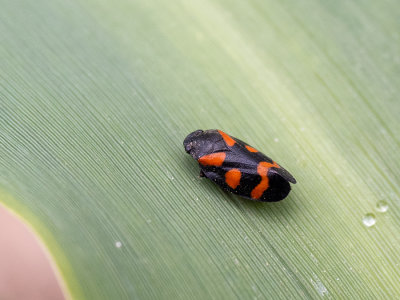 Cercopis vulnerata