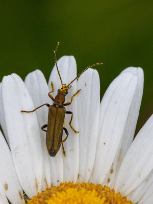 Oedemera flavipes   