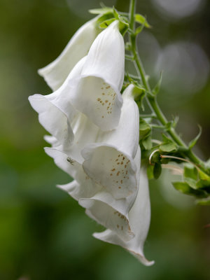 Digitalis purpurea 'alba'