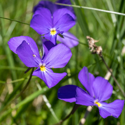 Viola bertolonii   