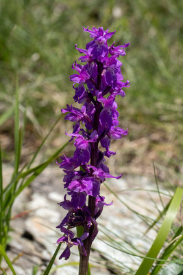 Orchis mascula 