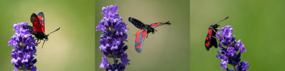 Zygaena filipendulae  