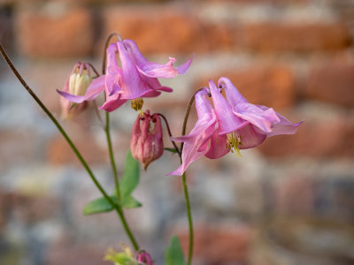 Aquilegia  