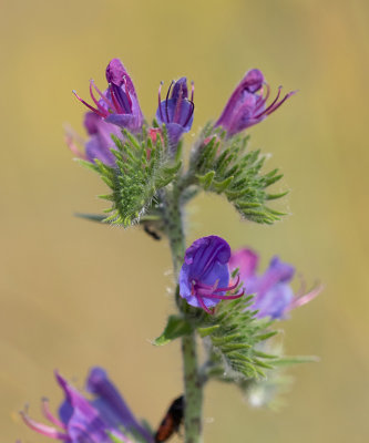 Echium vulgare   