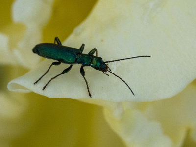 Chrysanthia viridissima