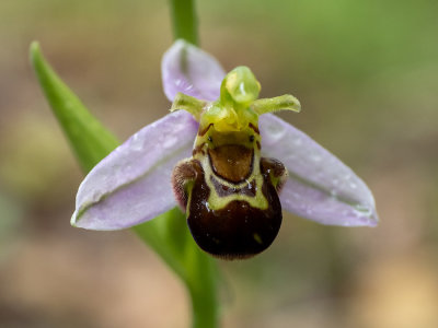 Ophrys apifera  