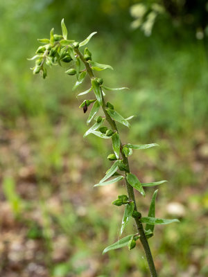 Epipactis helleborine