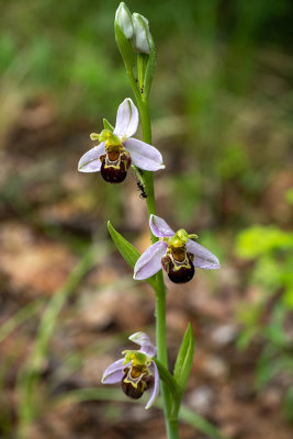 Ophrys apifera  
