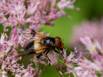 Volucellla pellucens   