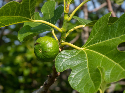 Ficus carica  