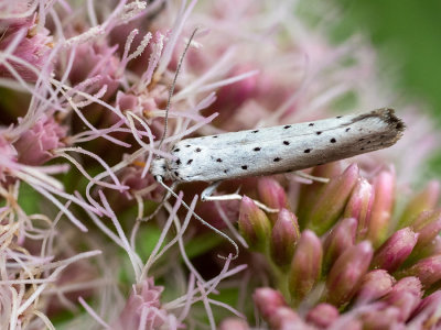 Yponomeuta padella   