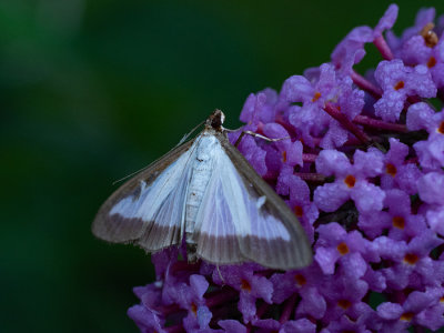 Cydalima perspectalis