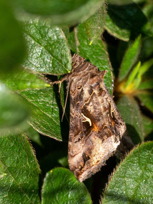 Autographa gamma    