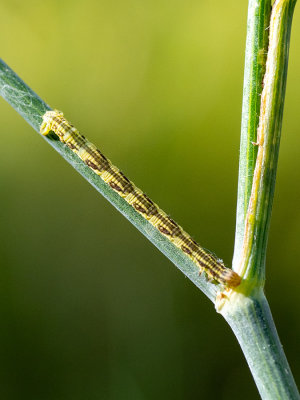 Eupithecia centaureata  
