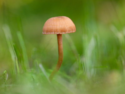 Galerina   