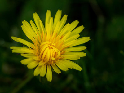 Taraxacum sp.