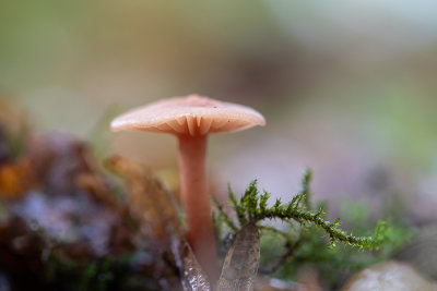 Collybia dryophila