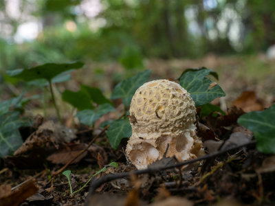 Amanita muscaria