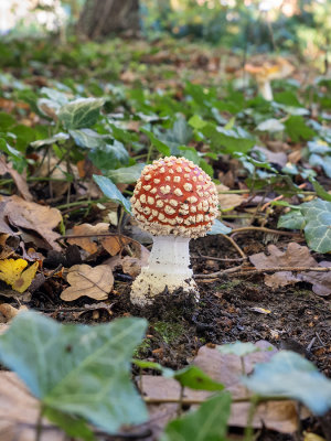 Amanita muscaria