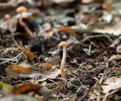 Laccaria laccata