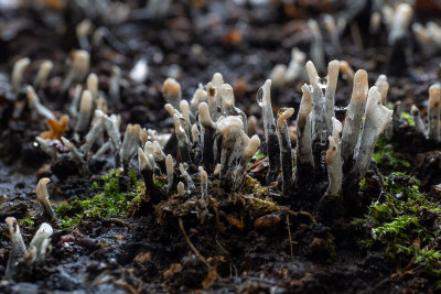 Xylaria hypoxylon