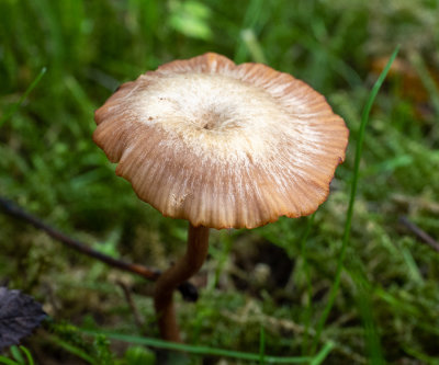 Laccaria laccata