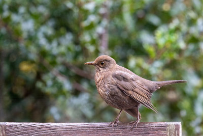 Blackbird (female)